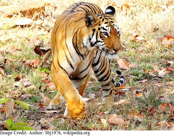 National Animal of India - Royal Bengal tiger